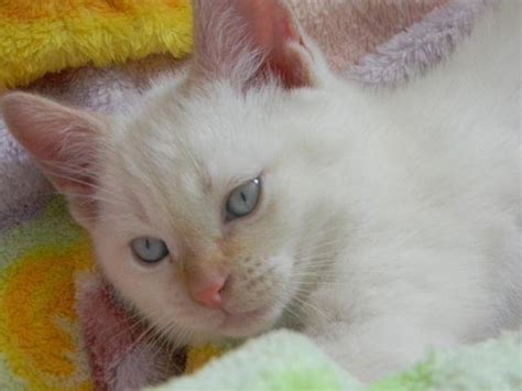 Shes not one. . Flame point siamese for sale near me
